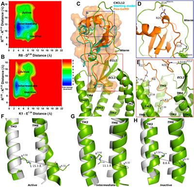 Mechanism of Peptide Agonist Binding in CXCR4 Chemokine Receptor